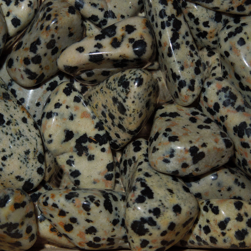 Dalmation Tumble