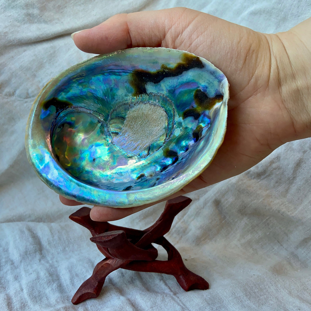 Paua Shell With Stand