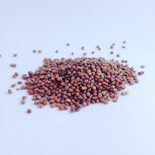 Radish Seeds 100G